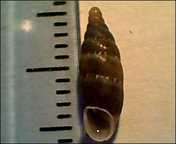 clausilide da identificare